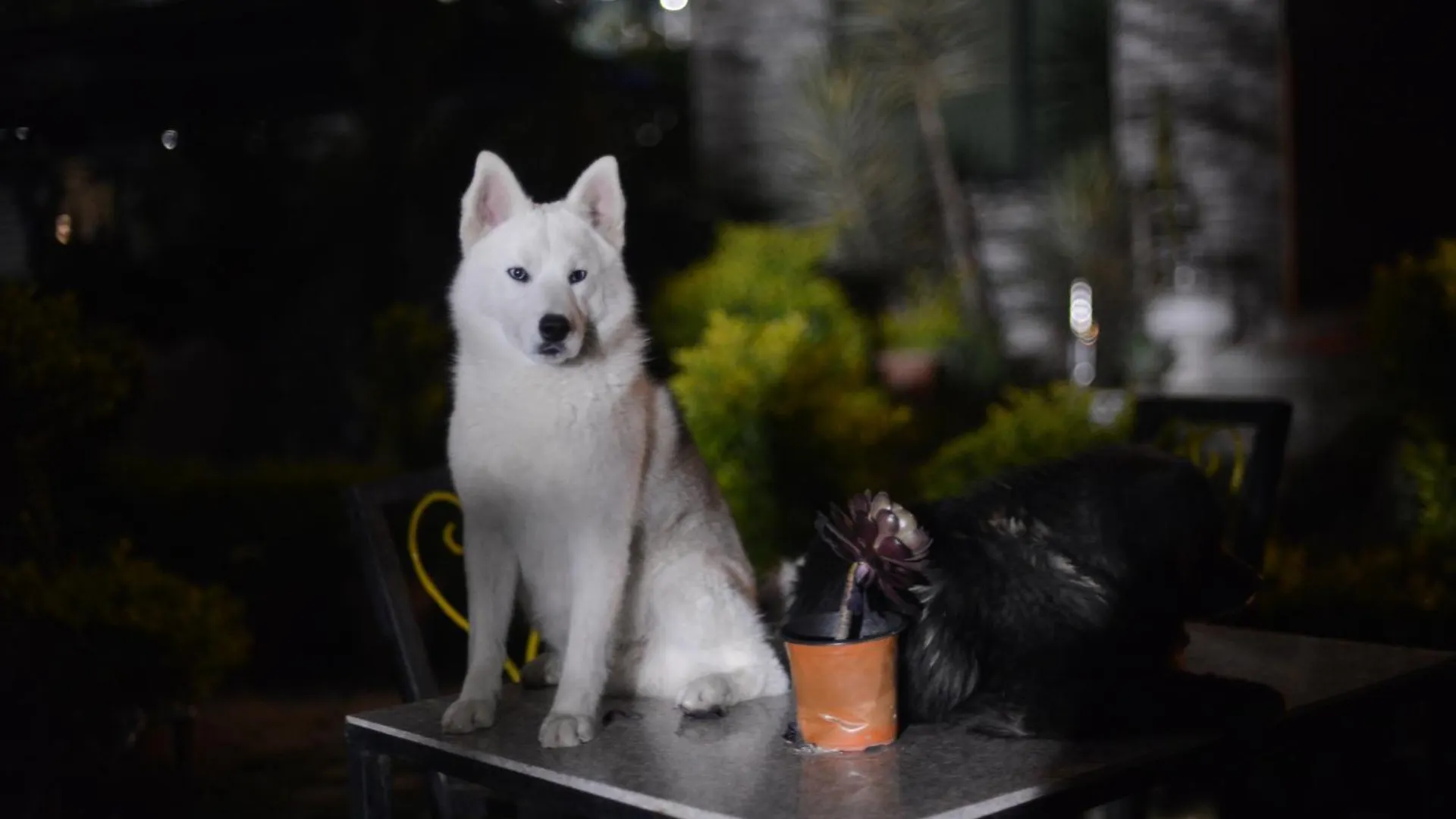 別荘 カトマンズ Beautiful House And Gardenヴィラ